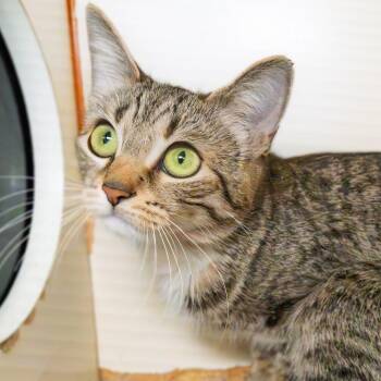 American Shorthair Cats Available for Adoption - Venus | PetCurious