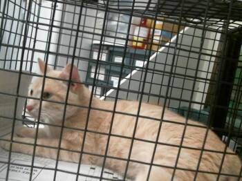 Domestic Short Hair Cats Available for Adoption - A2064157 | PetCurious