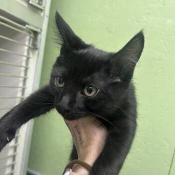 Cardamom -  Domestic Short Hair Cat for Adoption in Durango, Colorado - Cardamom | PetCurious