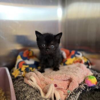 Sheriff -  Domestic Short Hair Cat for Adoption in Salt Lake City, Utah - Sheriff | PetCurious
