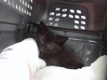JOHNNY -  Domestic Short Hair Cat for Adoption in Omaha, Nebraska - JOHNNY | PetCurious