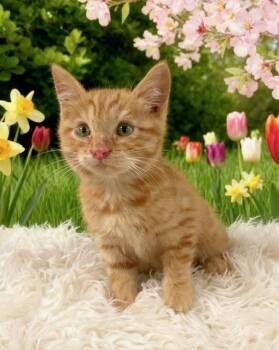 Domestic Medium Hair Cats Available for Adoption in Tehachapi, California - Tara | PetCurious