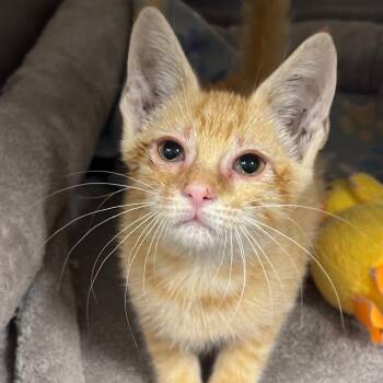 Pumpkin Pie -  Domestic Short Hair Cat for Adoption in League City, Texas - Pumpkin Pie | PetCurious