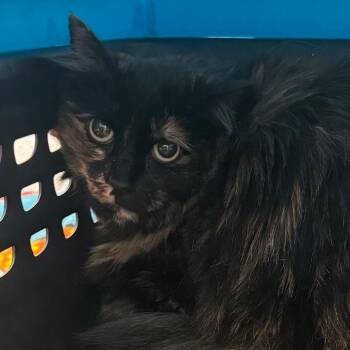 Joji -  Domestic Long Hair Cat for Adoption in Lakewood, Colorado - Joji | PetCurious