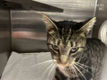 A386838 -  Domestic Short Hair Cat for Adoption in Ocala, Florida - A386838 | PetCurious