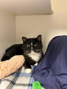 Domestic Medium Hair Cats Available for Adoption - Cookie (jared) | PetCurious