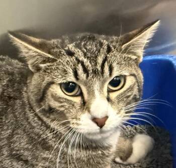 Domestic Short Hair Cats Available for Adoption in Golden, Colorado - Moosey | PetCurious
