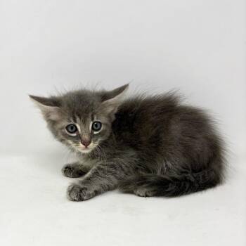 Conway -  Tabby Cat for Adoption in Trophy Club, Texas - Conway | PetCurious