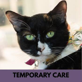 Ella -  Domestic Short Hair Cat for Adoption in Lakewood, Colorado - Ella | PetCurious