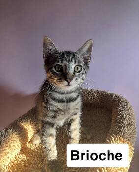 Brioche -  Domestic Short Hair Cat for Adoption in Belchertown, Massachusetts - Brioche | PetCurious