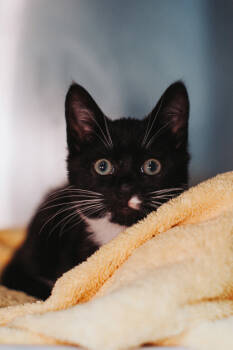 Rescue Domestic Short Hair Cats for Adoption in North Charleston, South Carolina - 89285a Zinc-PetSmart North Charleston | PetCurious