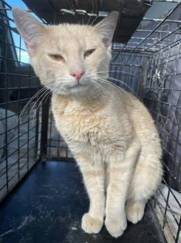 Rescue Domestic Short Hair Cats for Adoption in Casper, Wyoming - MUFFIN MAN | PetCurious