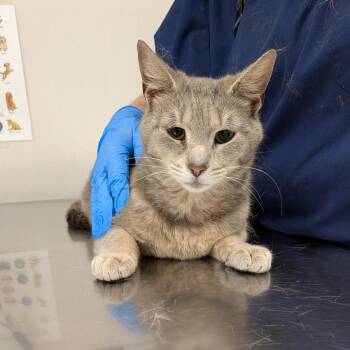Domestic Short Hair Cats Available for Adoption in Matteson, Illinois - Veloxy | PetCurious