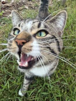 Mr. Meow Meows -  Domestic Short Hair Cat for Adoption in Winnipeg, Manitoba - Mr. Meow Meows | PetCurious
