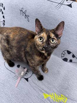 American Shorthair Cats Available for Adoption in Philadelphia, Pennsylvania - Terri | PetCurious