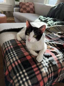 Domestic Short Hair Cats Available for Adoption - Morty | PetCurious