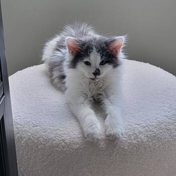 Bubbly -  Domestic Long Hair Cat for Adoption in Wyandotte, Michigan - Bubbly | PetCurious