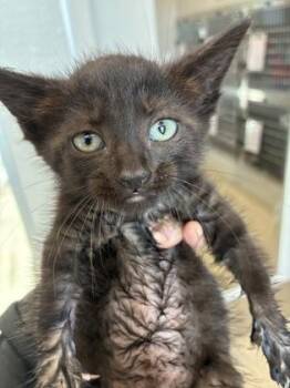 Betsy -  Domestic Short Hair Cat for Adoption in Lafayette, Indiana - Betsy | PetCurious