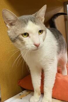 Domestic Short Hair Cats Available for Adoption - Rolf | PetCurious