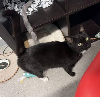 Juliet -  Domestic Short Hair Cat for Adoption in Alexandria, Virginia - Juliet | PetCurious