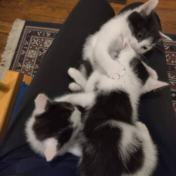 Domestic Short Hair Cats Available for Adoption in Baltimore, Maryland - Turtle Toes 3 (orange) | PetCurious