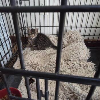 Sawdust -  Domestic Short Hair Cat for Adoption in Madison, Wisconsin - Sawdust | PetCurious