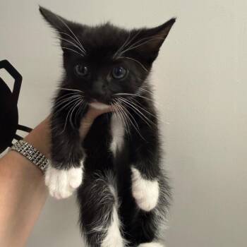 Domestic Short Hair Cats Available for Adoption in Sunnyvale, California - David | PetCurious