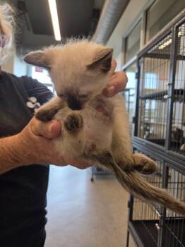 Calista -  Siamese Cat Available for Adoption in Bossier City, Louisiana - Calista | PetCurious