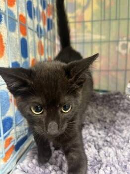Buddy -  Domestic Short Hair Cat for Adoption in Gainesville, Florida - Buddy | PetCurious