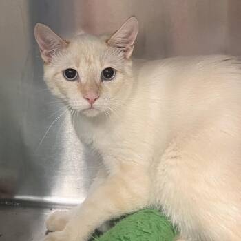 Domestic Short Hair and Siamese Cats Available for Adoption in Las Vegas, Nevada - Blaze | PetCurious