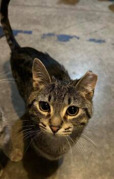 Domestic Short Hair Cats Available for Adoption in Portland, Indiana - Little Scaredy - Courtesy Post | PetCurious