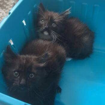 Twilight -  Domestic Medium Hair Cat for Adoption in Westminster, California - Twilight | PetCurious