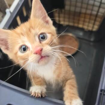 Domestic Short Hair Cats Available for Adoption in Chapel Hill, North Carolina - Jar Jar Binks | PetCurious