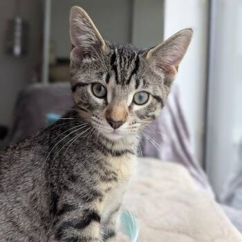 Michelangelo -  Domestic Short Hair Cat for Adoption in Chicago, Illinois - Michelangelo | PetCurious