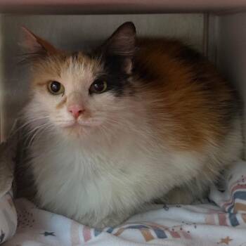 Whiskers -  Domestic Medium Hair Cat for Adoption in Cedaredge, Colorado - Whiskers | PetCurious