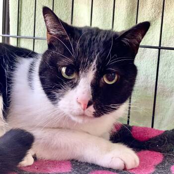 Rescue Domestic Short Hair Cats for Adoption in Collierville, Tennessee - Shelby | PetCurious