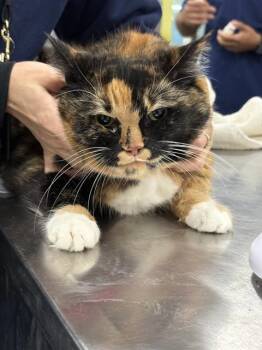 Domestic Short Hair Cats Available for Adoption - PICKLES | PetCurious