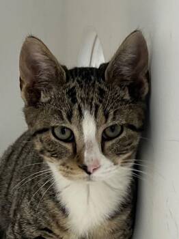 Domestic Short Hair Cats Available for Adoption - 26-56 RuPaw | PetCurious