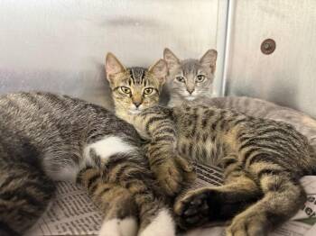 Tiger -  Domestic Short Hair Cat for Adoption in Murray, Kentucky - Tiger | PetCurious