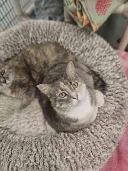 Domestic Short Hair Cats Available for Adoption in Mount Pleasant, Iowa - Missy | PetCurious