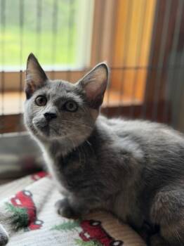 Poppy -  Domestic Short Hair Cat for Adoption in Peru, New York - Poppy | PetCurious