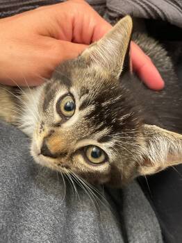 Merlin -  Tabby and Domestic Short Hair Cat for Adoption in Island Lake, Illinois - Merlin | PetCurious