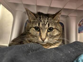 PEACHES -  Domestic Short Hair Cat for Adoption in Minneapolis, Minnesota - PEACHES | PetCurious