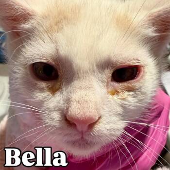 Bella Silverman -  Domestic Short Hair Cat for Adoption in Eagle Mountain, Utah - Bella Silverman | PetCurious