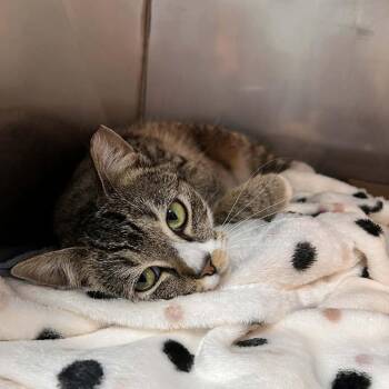 Domestic Short Hair Cats Available for Adoption in Lyndhurst, Virginia - Karis | PetCurious