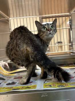 Linda -  Tabby Cat for Adoption in Nacogdoches, Texas - Linda | PetCurious