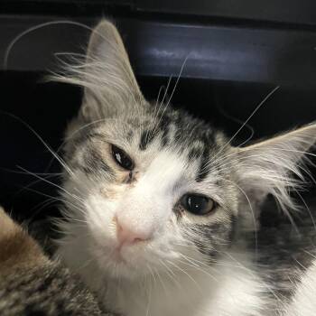 Glover -  Domestic Short Hair Cat for Adoption in Carencro, Louisiana - Glover | PetCurious