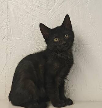 Dash * -  Domestic Short Hair Cat for Adoption in West Palm Beach, Florida - Dash * | PetCurious
