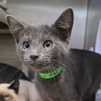 Taco Bell -  Domestic Short Hair Cat for Adoption in Fort Wayne, Indiana - Taco Bell | PetCurious