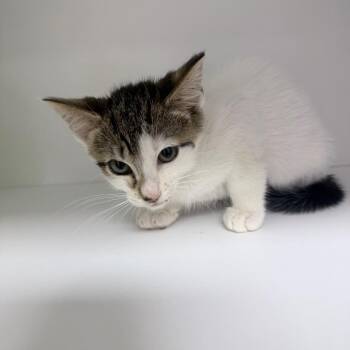 Moon Pie -  Domestic Short Hair Cat for Adoption in Jupiter, Florida - Moon Pie | PetCurious